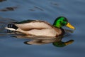 Duck Royalty Free Stock Photo