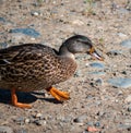 Duck wadding on shore with webbed feet
