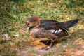 Duck waddling around an enclosure at the zoo