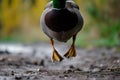 duck waddling over camera, webbed feet in focus Royalty Free Stock Photo