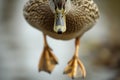 duck waddling over camera, webbed feet in focus Royalty Free Stock Photo