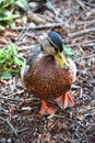 Duck waddling on river bank Royalty Free Stock Photo