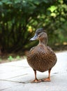 Duck waddling on river bank Royalty Free Stock Photo