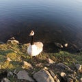 A duck waddling up to get some bread from a loch