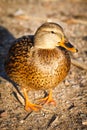 Duck walk on the beach in the park Helsinki.