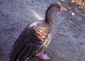 Duck on the walk. Farm.