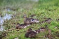 Duck walk in park