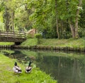 2 duck walking along a river