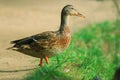 Duck walking in city park Royalty Free Stock Photo