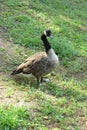 Duck walking in the grass