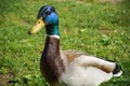 Duck walking on the grass