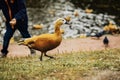 Duck is walking on grass near pond against backdrop of blurred people. Autumn, leaf fall Royalty Free Stock Photo