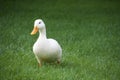 Duck walking on green grass