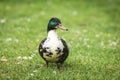 Duck walking on a green lawn in the spring