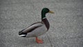 Duck walking on the ground, says quack quack