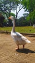 a duck is walking in the middle of the park Royalty Free Stock Photo