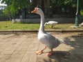 a duck is walking in the middle of the park Royalty Free Stock Photo