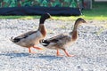 Duck walking in the park Royalty Free Stock Photo