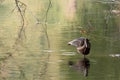 Duck walking in water