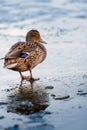 The duck walks along the melting ice of the pond in the park in the spring at sunset in April Royalty Free Stock Photo