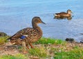A duck walks along the pond. A Wild ducks swim on the shore of a lake. Summer day Royalty Free Stock Photo
