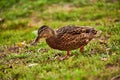 A duck walks along the shore. A wild duck walks on the grass on the lake shore