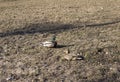 Duck walks on the grass in the Park