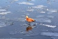 A duck walks on the ice of the spring river, raising its paws high