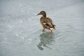 A duck walks on thin ice and water at a pond in November. Royalty Free Stock Photo