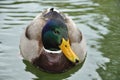 He-duck on the water Royalty Free Stock Photo