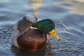 Duck on the water Royalty Free Stock Photo