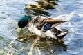 Duck swimming in the water Royalty Free Stock Photo