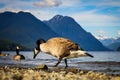 Duck in water With Big Mountain and Clear Skies in Background