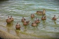 Mother duck with ducklings swims through the water to the shore. Royalty Free Stock Photo