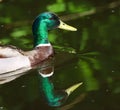 DUCK, WATER BIRD. Royalty Free Stock Photo
