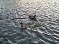 Duck water brids