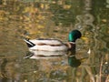 Duck on the water Royalty Free Stock Photo