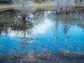 Duck on water