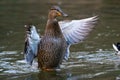 Duck in the water flapping