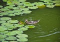 Duck on water with green background. Royalty Free Stock Photo