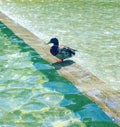 Duck water green swim