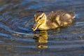 a duck in the water with its beak out looking at someone