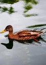 duck water lake animal bird birds ducks deflection