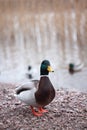 Duck Royalty Free Stock Photo