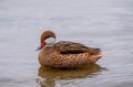 Duck in water. One white-cheeked pintail or Anas bahamensis or Bahama pintail or summer duck in Lake Geneva, Lausanne, Switzerland