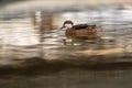 Duck in water. One white-cheeked pintail swimming. Anas bahamensis. Bahama pintail. Summer duck in Lake Geneva, Lausanne, Royalty Free Stock Photo