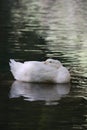 Duck water reflection Royalty Free Stock Photo