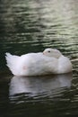 Duck water reflection Royalty Free Stock Photo