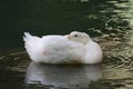 Duck water reflection Royalty Free Stock Photo