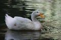 Duck water reflection Royalty Free Stock Photo